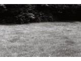 Untitled: Residential Yard, Connecticut - 2008